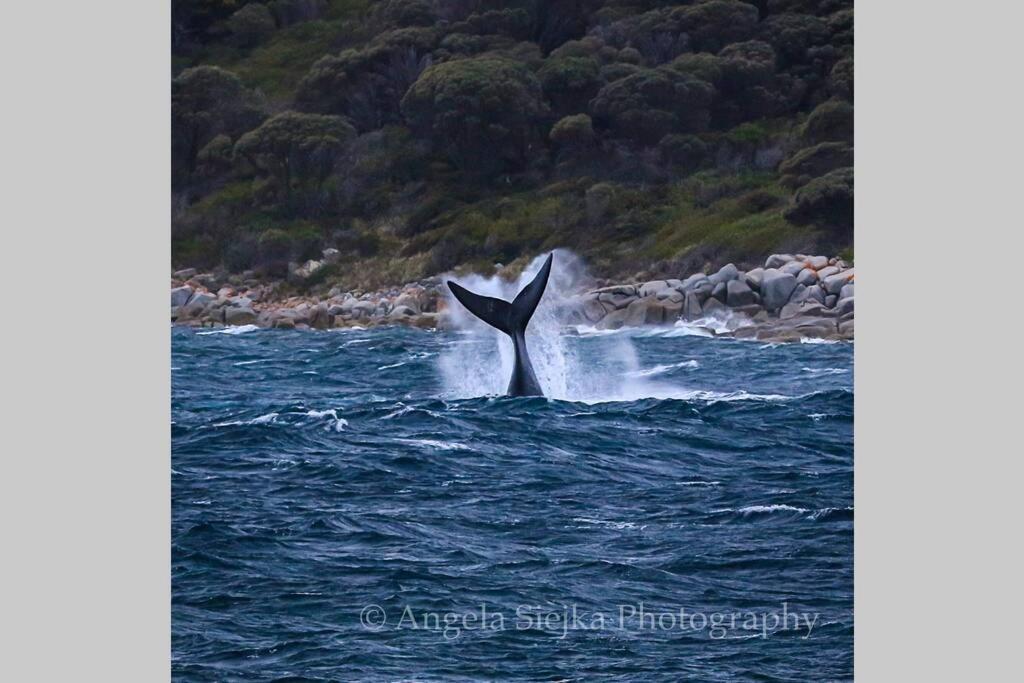 The Tin Shed Couples Accommodation At Bay Of Fires Binalong Bay エクステリア 写真